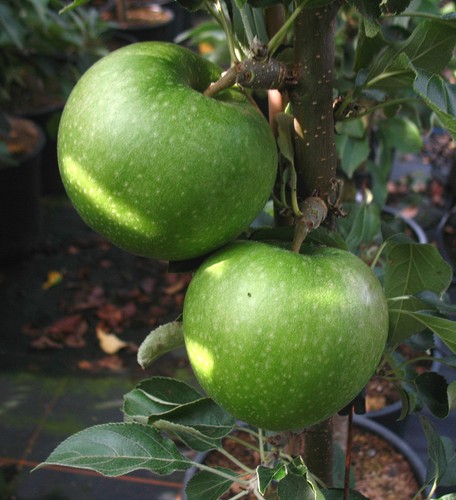 Apfel granny smith - apfel,