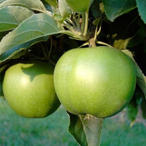 Apfelbaum granny smith - apfelbaum,